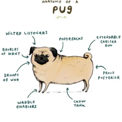 Junior's Design By Humans Anatomy Of A Pug By SophieCorrigan T-Shirt